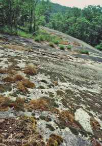 Southern Blue Ridge Low-Elevation Granitic Barren – CEGL004991