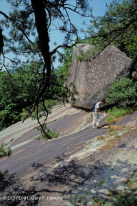 Appalachian Low-Elevation Acidic Outcrop Barren (Cliff Saxifrage Type) – CEGL004524