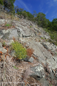 Central Appalachian Mafic / Calcareous Barren (Low-Elevation Type) –  CEGL006037 (in part)