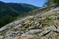 Central Appalachian Mafic / Calcareous Barren (Low-Elevation Type) – CEGL006037 (in part)