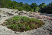 Piedmont Granitic Flatrock – CEGL003857