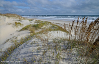 South Atlantic Mixed Dune Grassland – CEGL004039