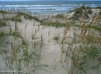 South Atlantic Mixed Dune Grassland – CEGL004039