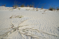Overwash Dune Grassland – CEGL004097