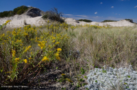 Overwash Dune Grassland – CEGL004097