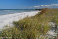 North Atlantic Mixed Dune Grassland – CEGL004043