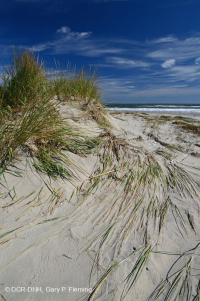 North Atlantic Mixed Dune Grassland – CEGL004043