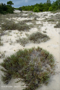 Sand Heather Dwarf Dune Scrub – CEGL003950