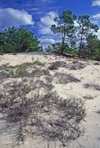 Loblolly Pine / Sand Heather Dune Woodland – CEGL006052.