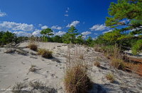 Loblolly Pine / Sand Heather Dune Woodland – CEGL006052