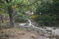 Loblolly Pine / Sand Heather Dune Woodland – CEGL006052
