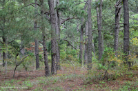 Maritime Loblolly Pine - Hardwood Forest – CEGL006040
