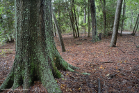 Maritime Loblolly Pine - Hardwood Forest – CEGL006040