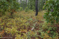 Longleaf Pine / Scrub Oak Sandhill Woodland > CEGL003592