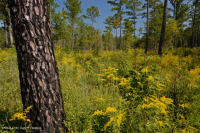 Loblolly Pine / Scrub Oak Sandhill Woodland