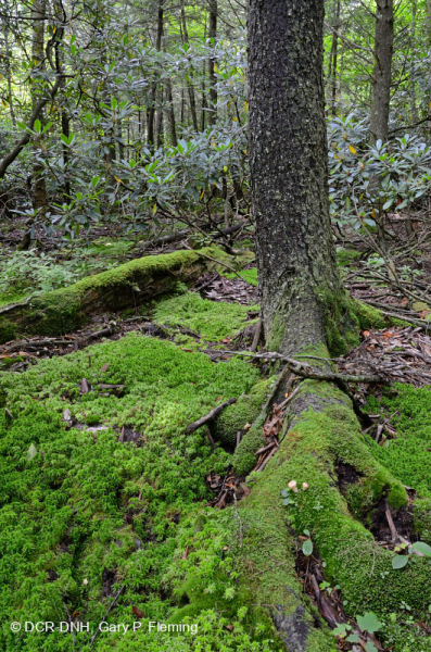 Southern Appalachian High-Elevation Seepage Swamp – CEGL006277