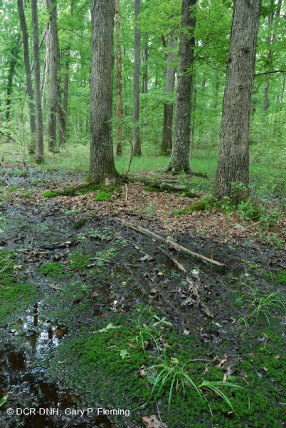 Non-Riverine Wet Hardwood Forest (Northern Coastal Plain Type) – CEGL004644