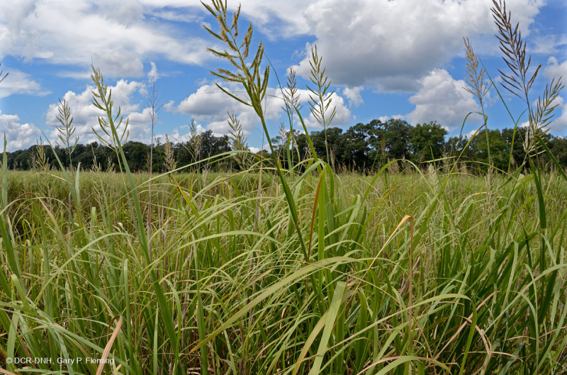 Tidal Oligohaline Marsh (Big Cordgrass Type) – CEGL004195