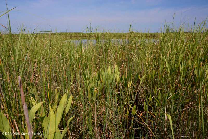 Wind-Tidal Oligohaline Marsh (Big Cordgrass Type) - CEGL007741