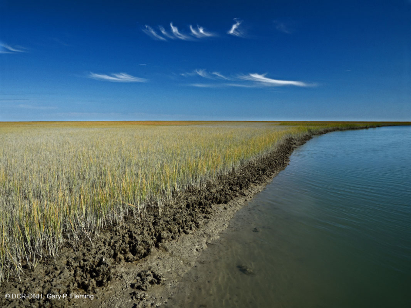Low Salt Marsh (Saltmarsh Cordgrass Type) – CEGL004192
