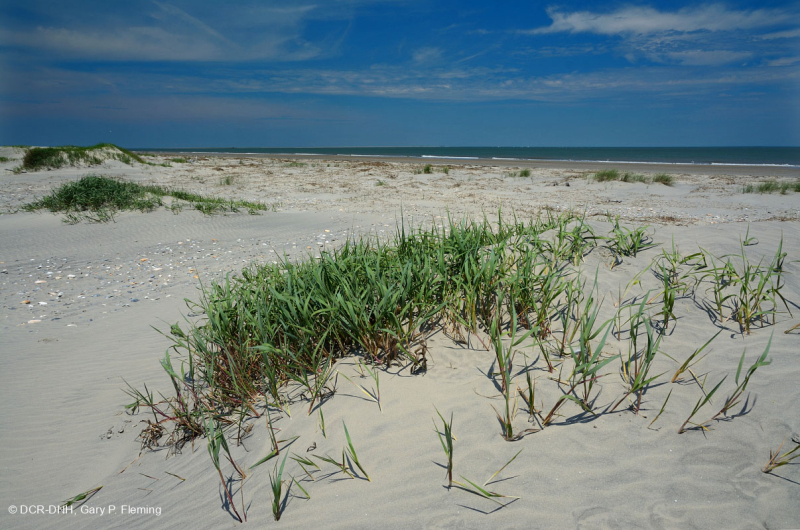 North Atlantic Upper Beach / Overwash Flat - CEGL004400<br />
 