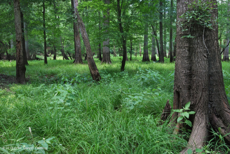 Coastal Plain Bottomland Forest (Brownwater Low Terrace Type) < CEGL007397