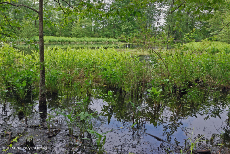 Coastal Plain / Piedmont Oxbow Shrub Swamp < CEGL006069