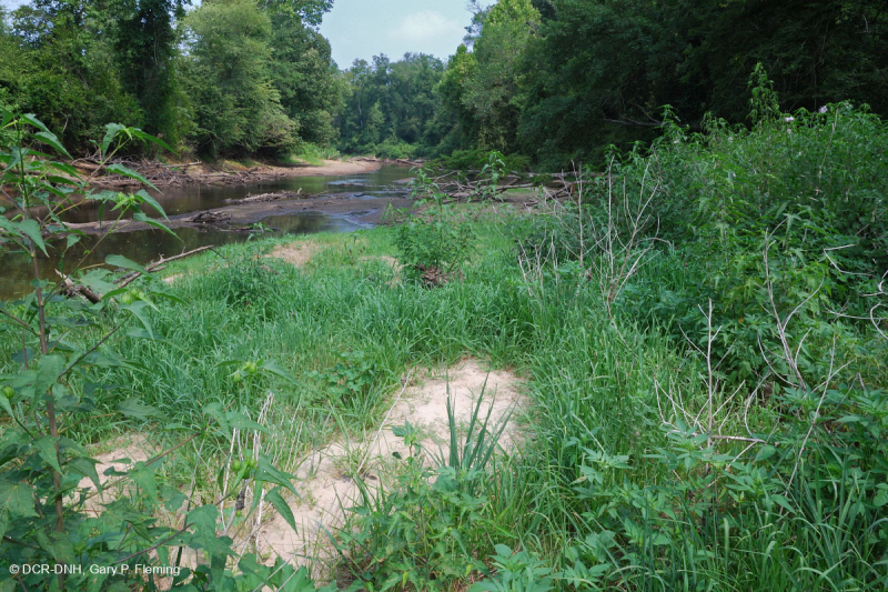 Coastal Plain Sand Bar / River Shore – CEGL004341