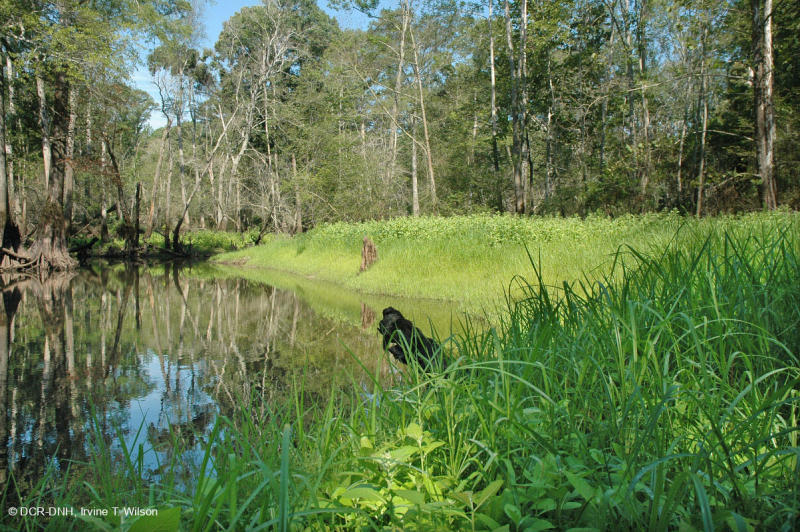 Coastal Plain Sand Bar / River Shore – CEGL004341