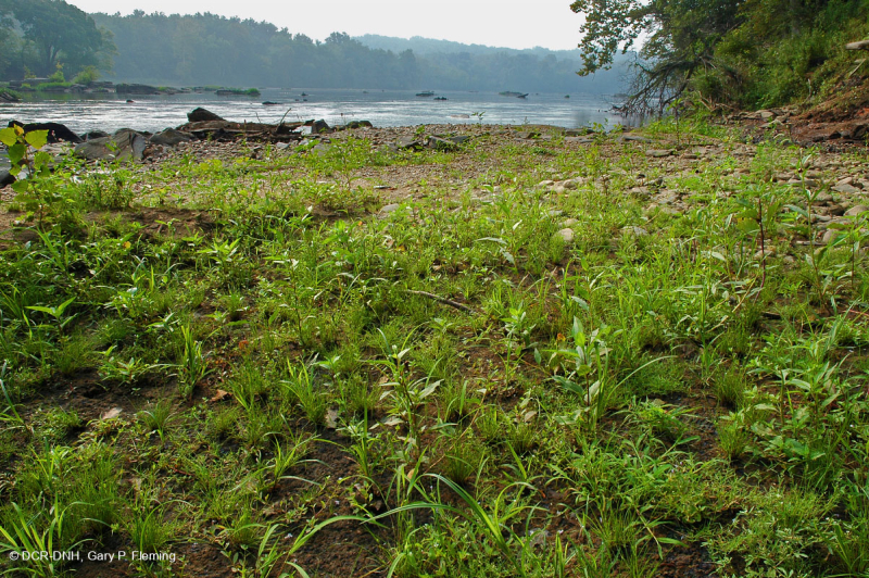 Piedmont / Central Appalachian Sand Bar / River Shore (Low Herbs Type) – CEGL006483