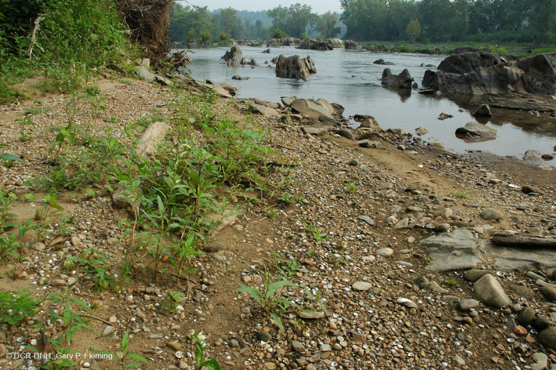 Piedmont / Central Appalachian Sand Bar / River Shore (Low Herbs Type) – CEGL006483