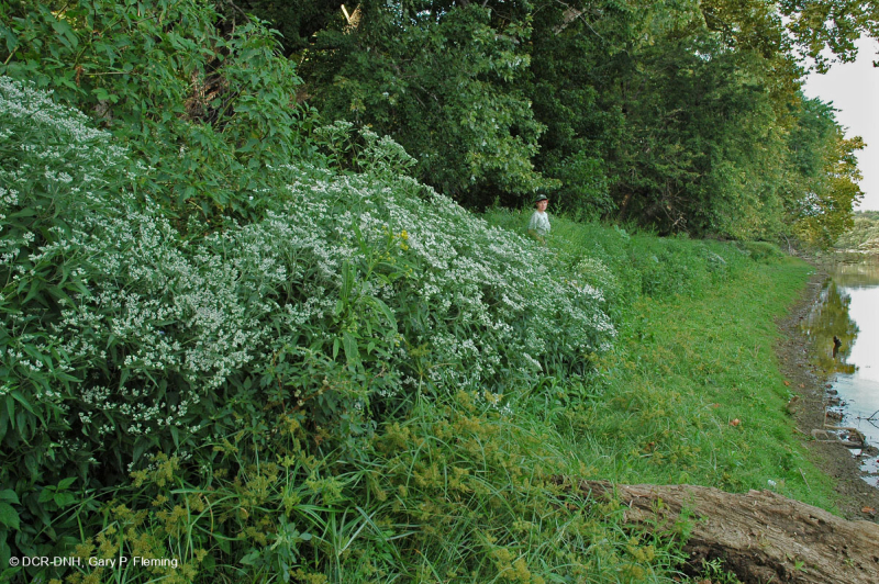 Piedmont / Central Appalachian Sand Bar / River Shore (Tall Herbs Type) – CEGL006481