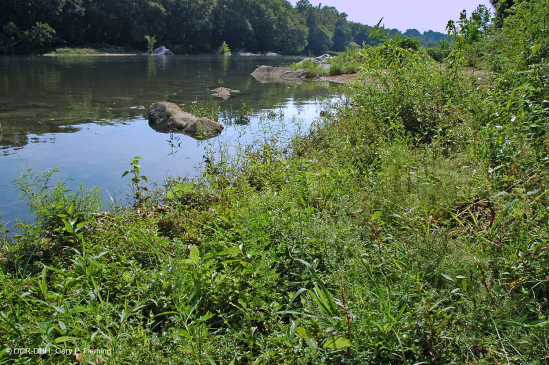 Piedmont / Central Appalachian Sand Bar / River Shore (Tall Herbs Type) – CEGL006481