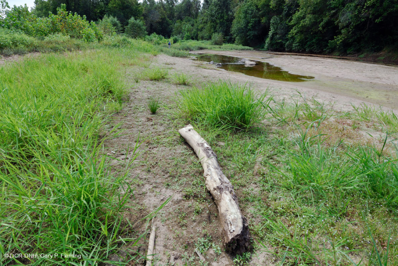 Piedmont / Central Appalachian Sand Bar / River Shore (Low Herbs Type) – CEGL006483