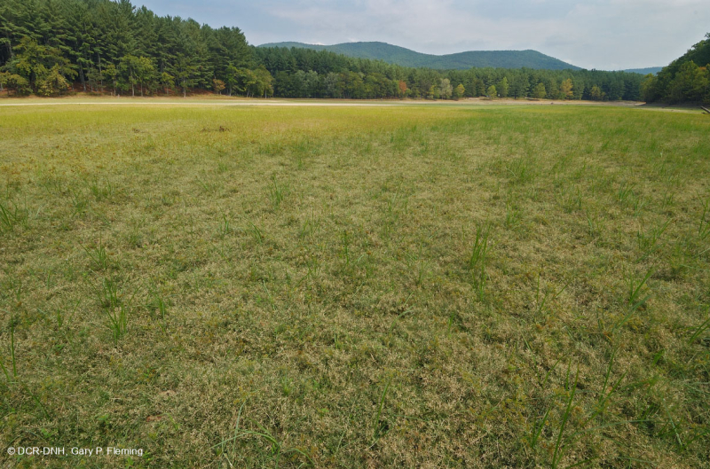 Piedmont / Central Appalachian Sand Bar / River Shore (Low Herbs Type) – CEGL006483