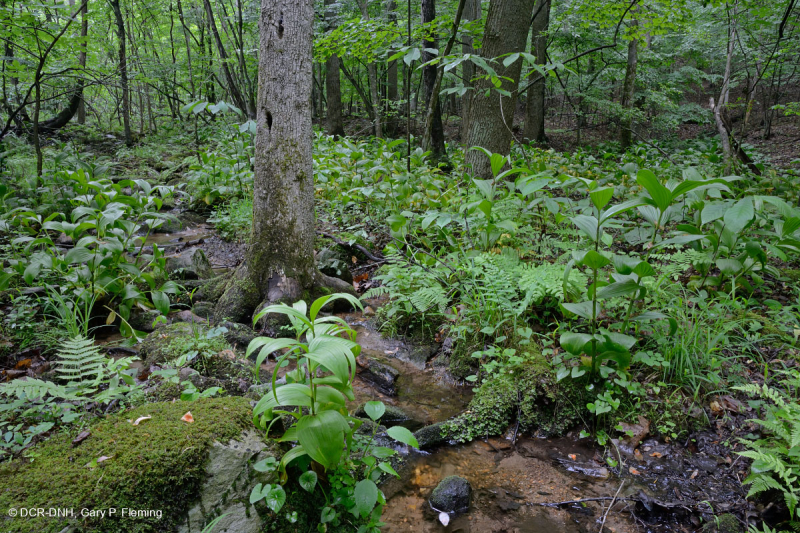 Central Appalachian Basic Seepage Swamp - CEGL008416