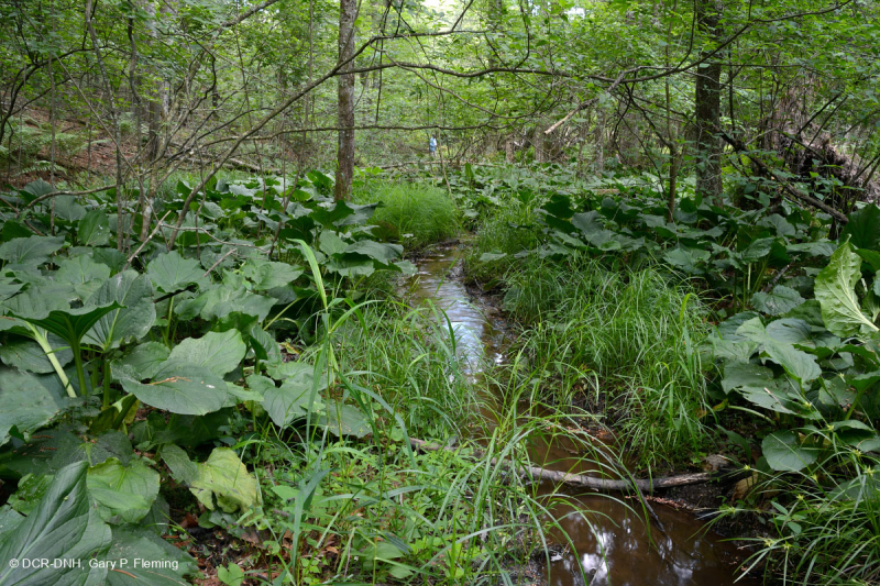 Southern Appalachian Acidic Seepage Swamp – CEGL007565