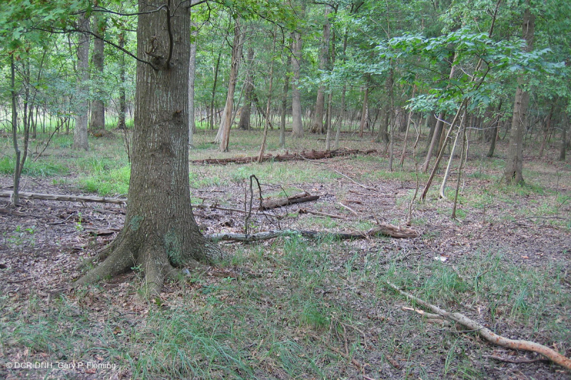 Piedmont Upland Depression Swamp (Pin Oak - Swamp White Oak Type) – CEGL004643
