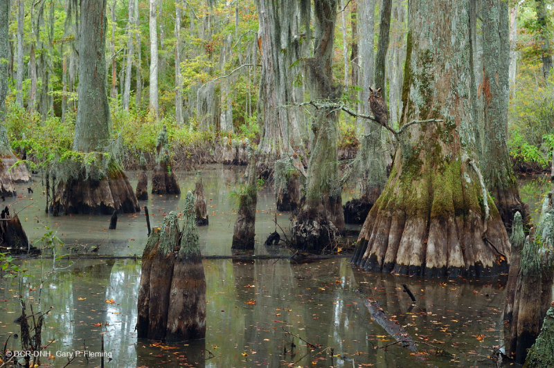 Maritime Swamp Forest (Bald Cypress Type) – CEGL004079