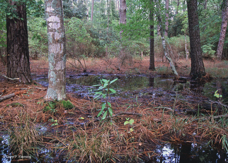 Maritime Wet Loblolly Pine Forest – CEGL006137