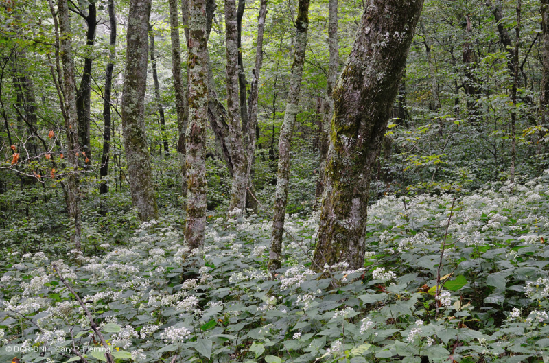 Southern Appalachian Northern Hardwood Forest – CEGL007285