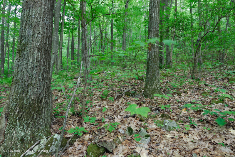 Southern Appalachian Northern Red Oak Forest (Deciduous Shrub Type) – CEGL007300