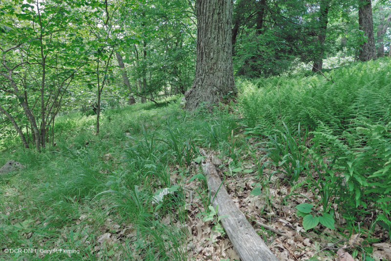 Central Appalachian Northern Red Oak Forest – CEGL008506