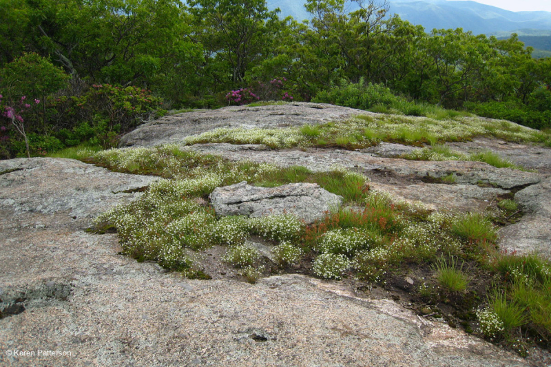 High-Elevation Outcrop Barren (Greenland Sandwort Igneous / Metamorphic Type) – CEGL008509