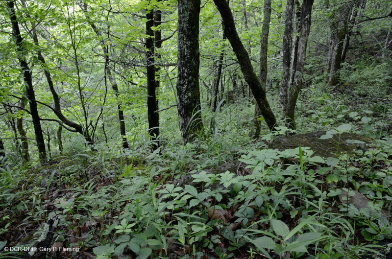 Appalachian Sugar Maple - Chinquapin Oak Dry Calcareous Forest – CEGL006017