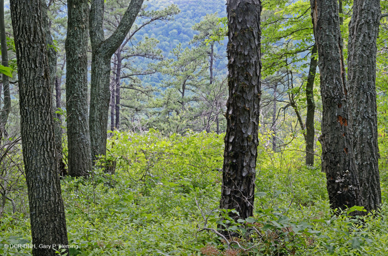 Central Appalachian Pine - Oak / Heath Woodland – CEGL004996