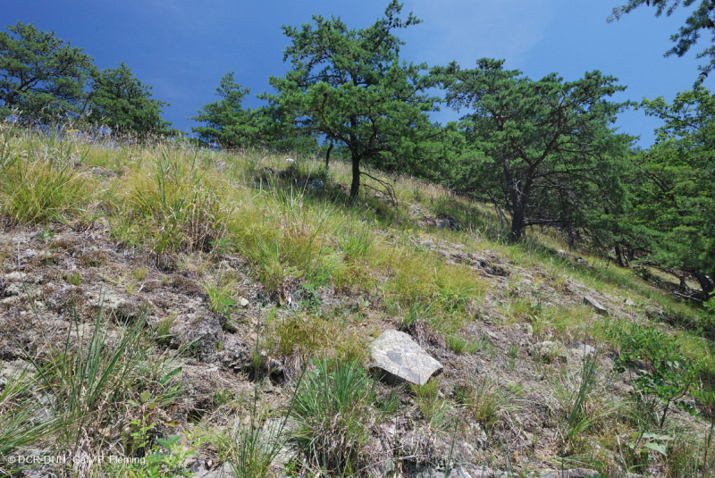 Central Appalachian Shale Barren (Shale Ridge Bald / Prairie Type) – CEGL008530