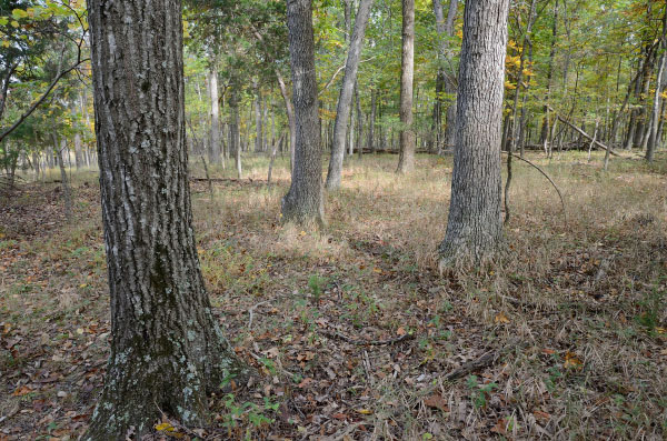 Elklick Woodlands Natural Area Preserve