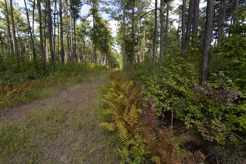 Piney Grove Flatwoods Natural Area Preserve