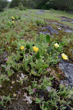 photo of low elevation boulderfield forest